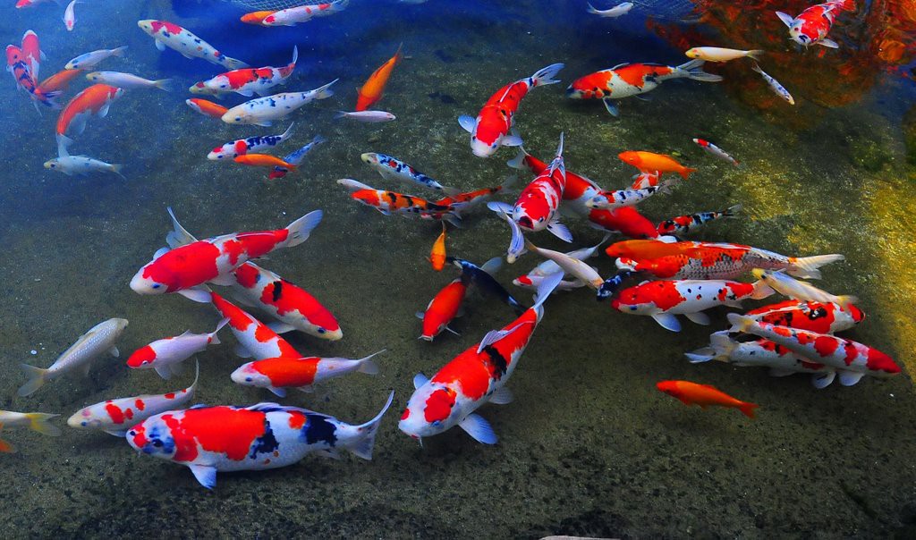 cost-reduced-on-most-expensive-japanese-koi-fish-online-2-1510808989314 1