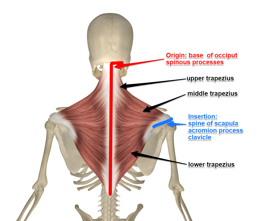 trapezius-muscle-attachments-1